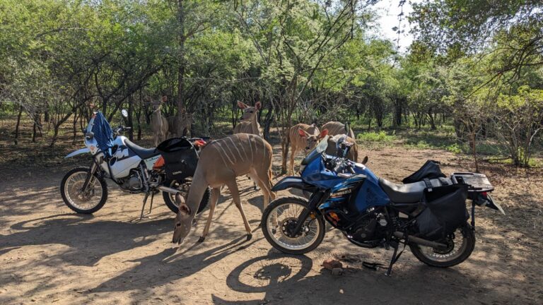 KTM and Kawasaki KLR adventure motorbikes surrounded by kudu at Marloth Park, South Africa, on the motorbike trip from South Africa to Kenya